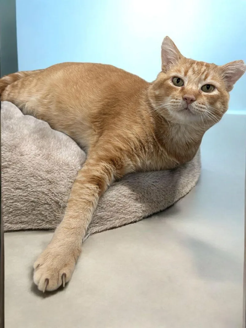 Cornelius  Cuddles thumbnail 5