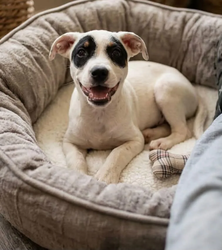 A baby medium-sized female Terrier dog named Gravy for adoption in Bothell, WA