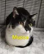 A senior small-sized female Black & White / Tuxedo Domestic Short Hair cat named Mucca for adoption in Moline, IL