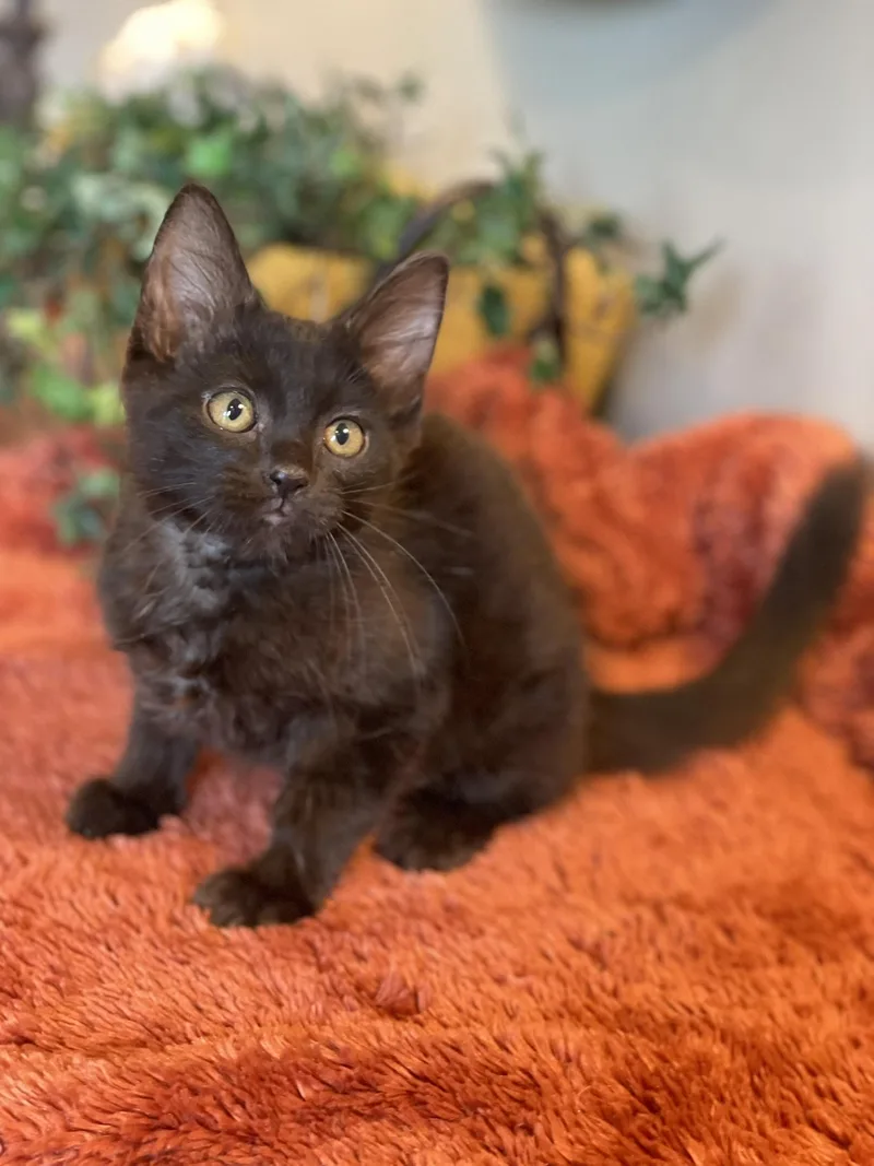 A baby medium-sized female Black Domestic Medium Hair cat named Bean for adoption in Taylor, MI
