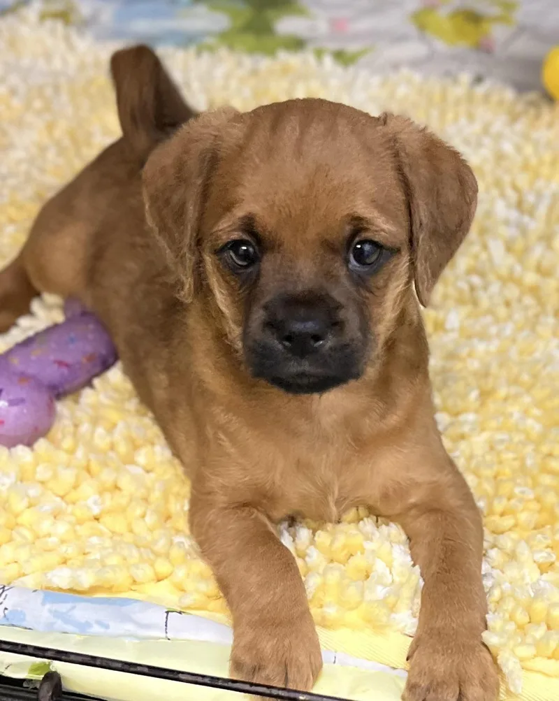 A baby small-sized female Brown / Chocolate Pug dog named Raven for adoption in Los Angeles, CA