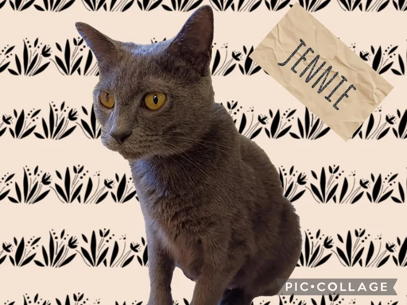 An adult medium-sized female Domestic Short Hair cat named Jennie for adoption in Muncie, IN