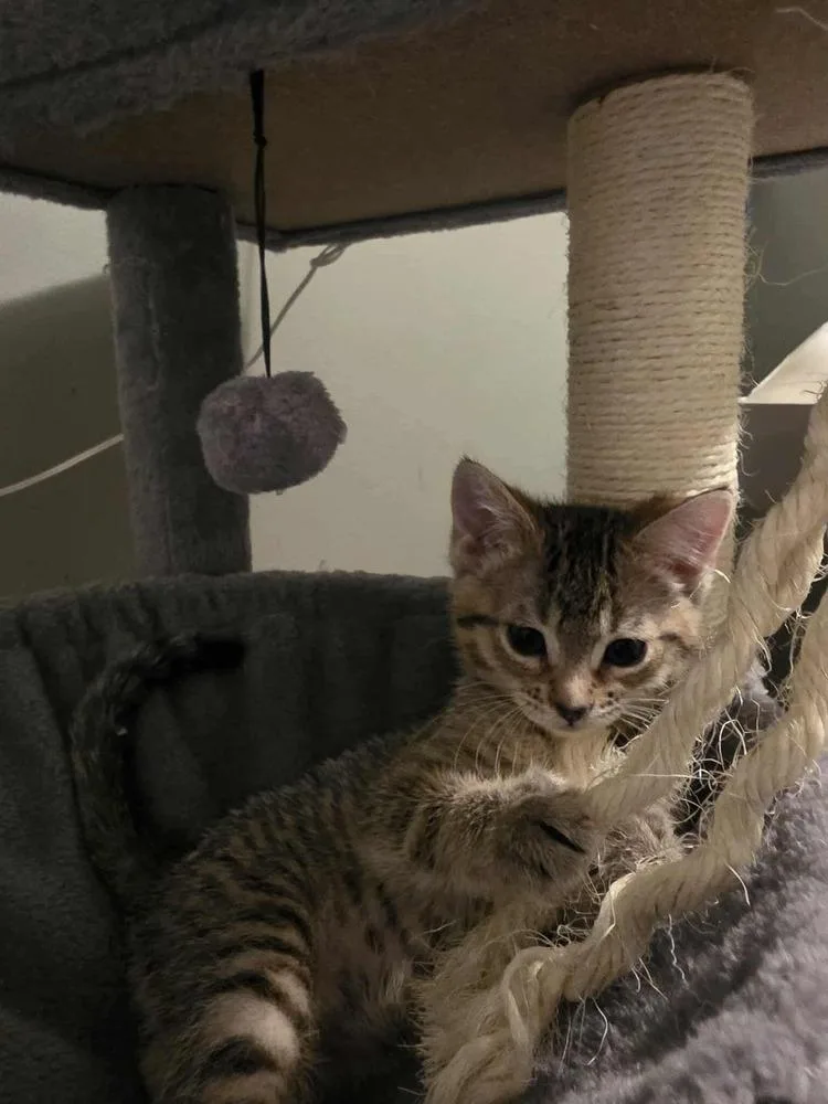 A baby small-sized female Black Domestic Short Hair cat named Mayflower for adoption in Chicago, IL