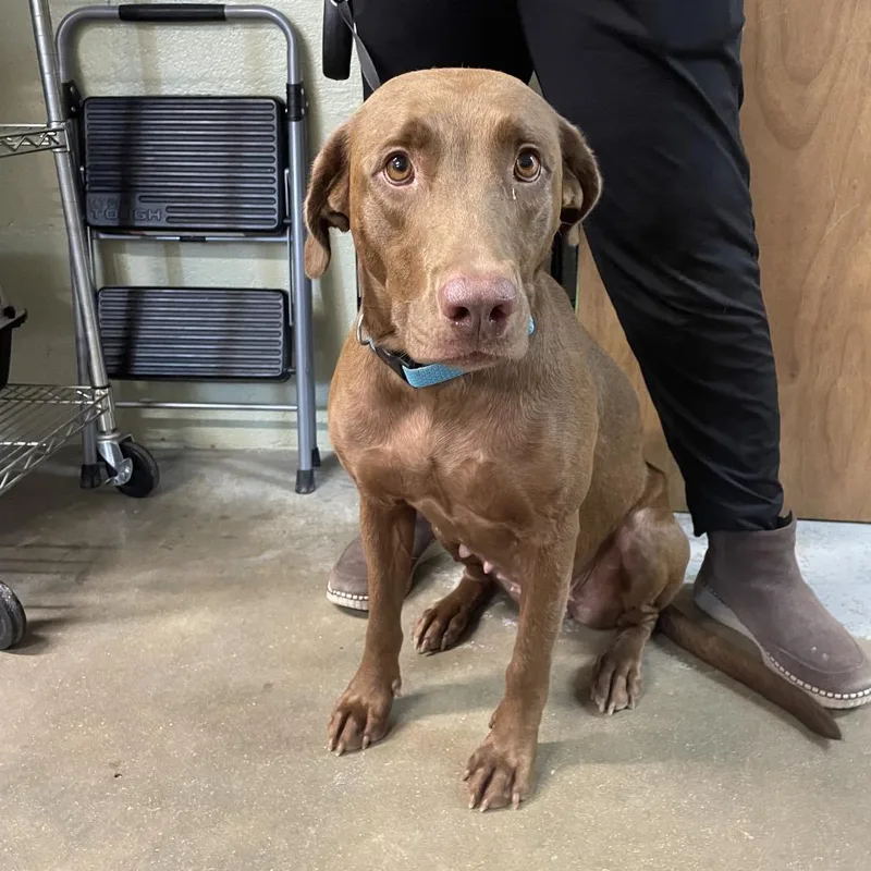 An adult large-sized female Brown / Chocolate Chocolate Labrador Retriever dog named Penny for adoption in Eureka Springs, AR