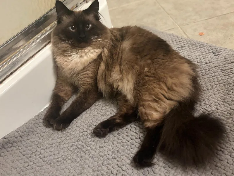 Gizmo