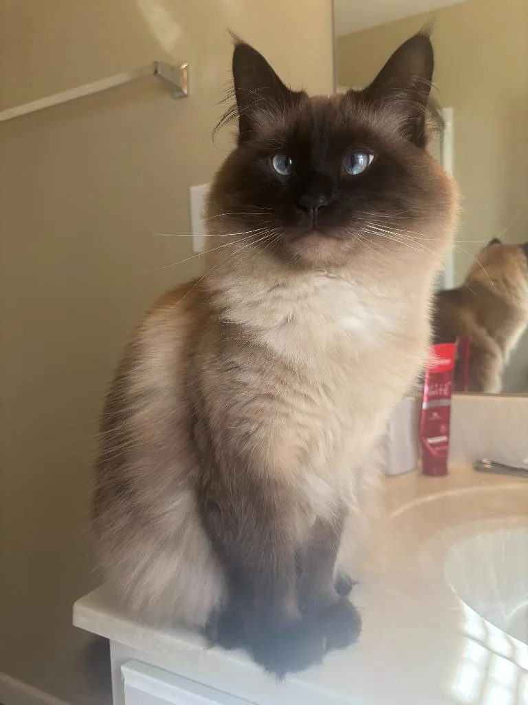Gizmo thumbnail 2
