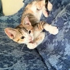 A baby medium-sized female Calico cat named Cassie for adoption in Wayne, NJ