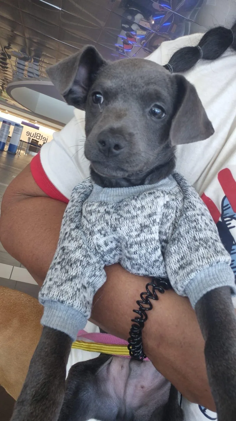 A baby small-sized male Gray / Blue / Silver Chihuahua dog named Piper for adoption in New York, NY