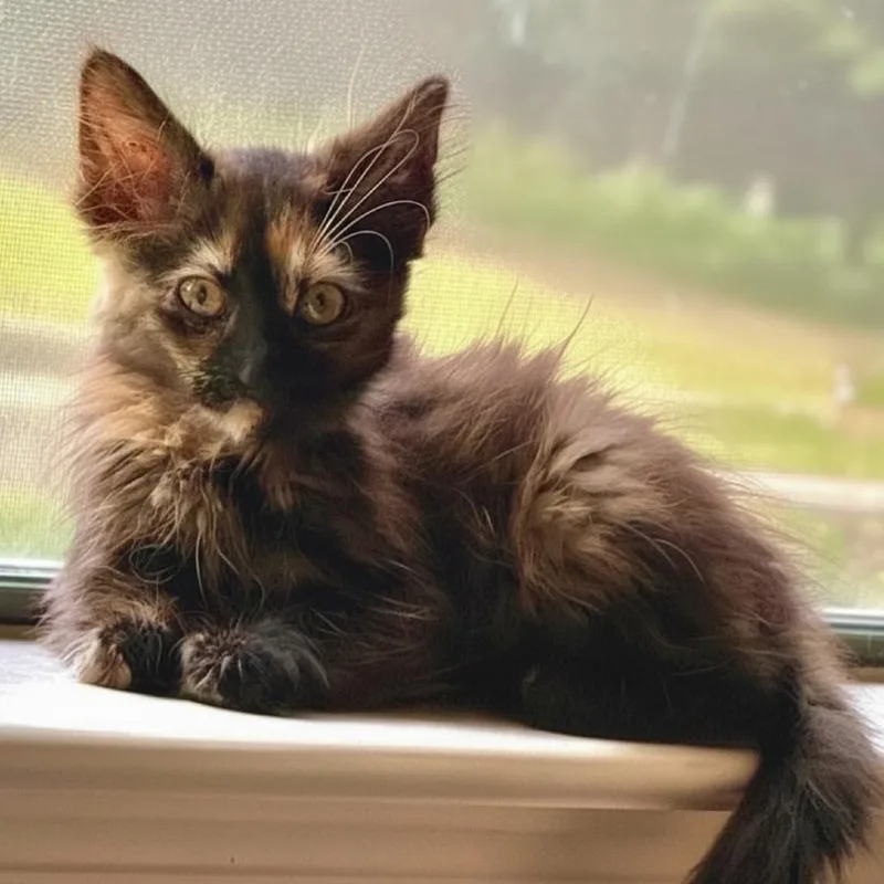 A baby small-sized female Orange / Red Domestic Short Hair cat named Summer for adoption in Houston, TX