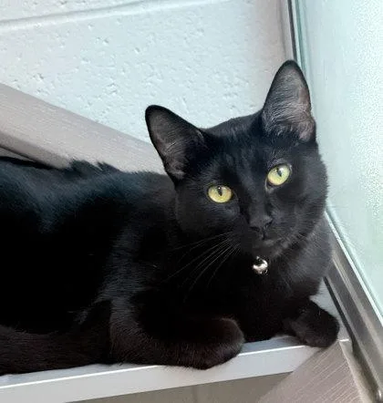 An adult small-sized female Black Domestic Short Hair cat named Freya for adoption in Sacramento, CA