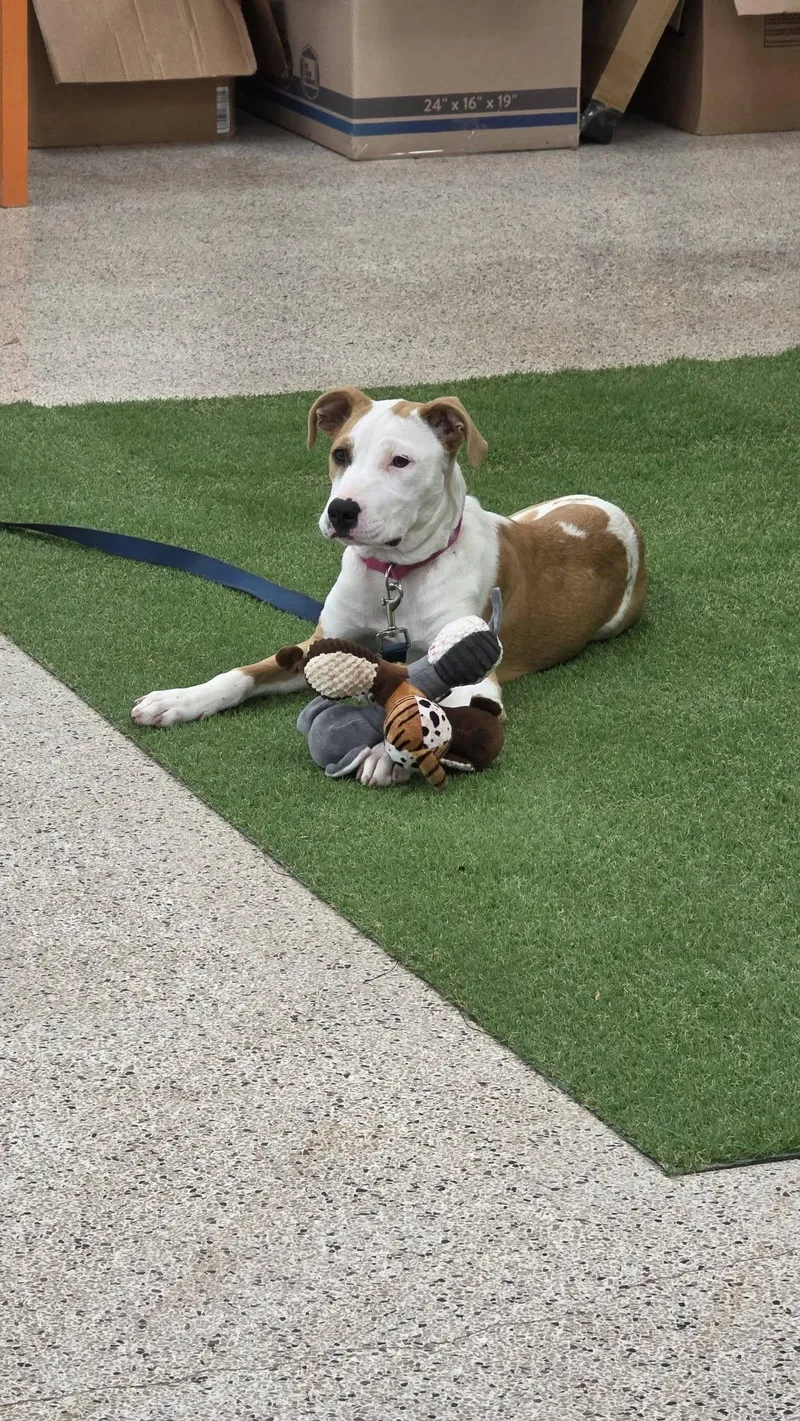 A young medium-sized female White / Cream Pit Bull Terrier dog named Pepper for adoption in church point, LA