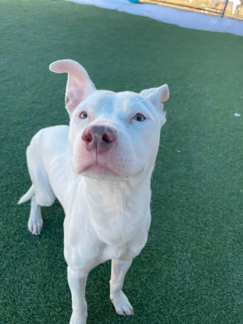 A young large-sized male Mixed Breed dog named Casper for adoption in Dallas, TX