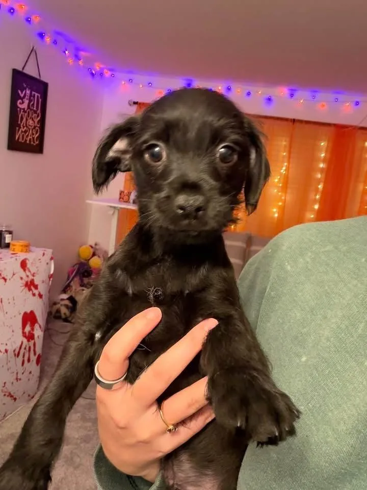A baby medium-sized male Chihuahua dog named Mickey for adoption in Berlin, NJ