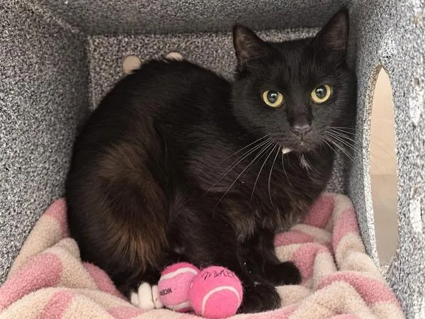 An adult medium-sized female Domestic Short Hair cat named Missouri for adoption in New York, NY