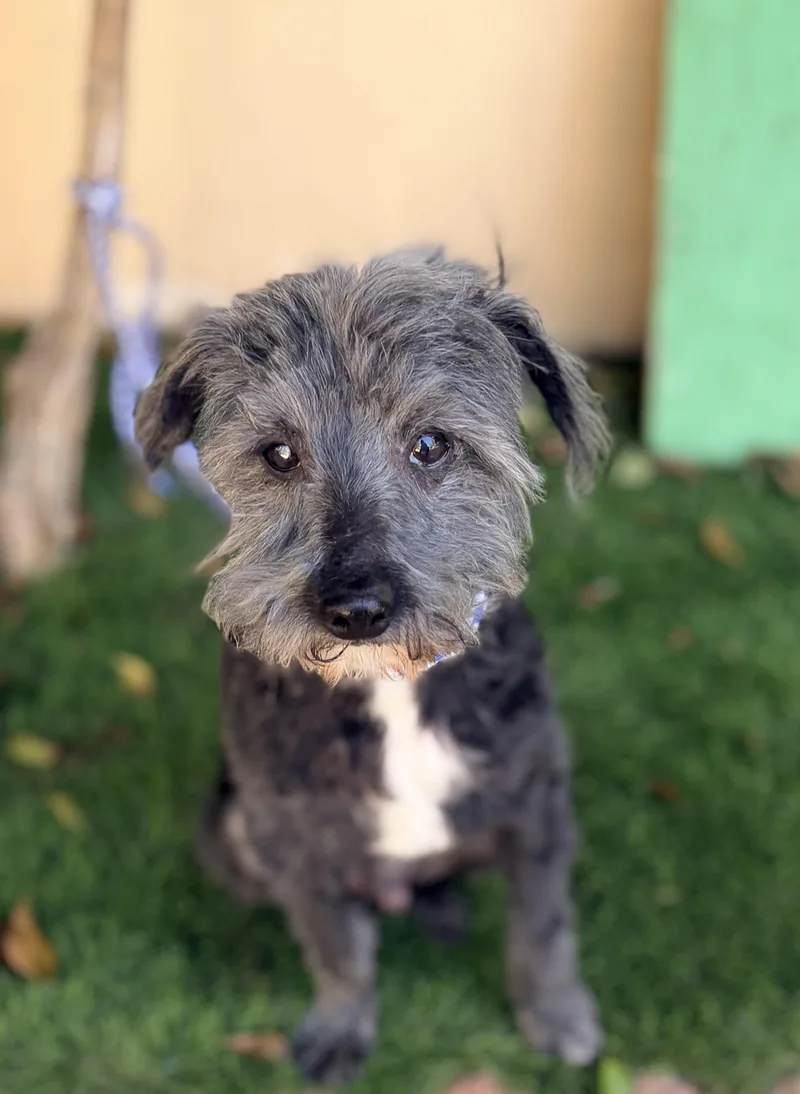 A senior small-sized male Black Miniature Poodle dog named Rudy for adoption in Rowland Heights, CA