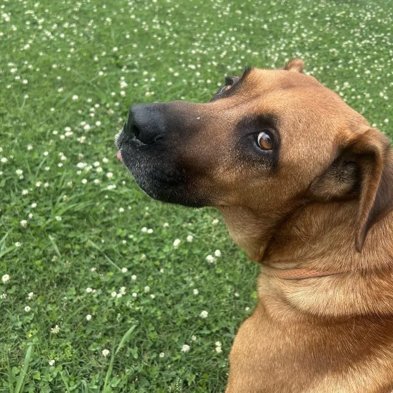 A senior large-sized male Yellow / Tan / Blond / Fawn Mixed Breed dog named Spike for adoption in Chattanooga, TN