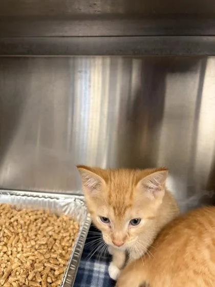 A baby small-sized male Domestic Short Hair cat named Pumkpin for adoption in Atlanta, GA