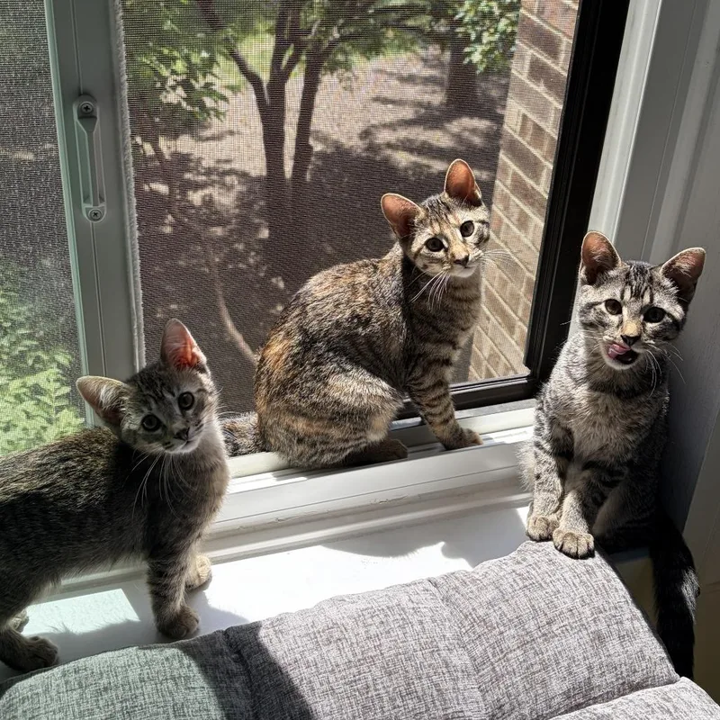 A young medium-sized female Brown / Chocolate Domestic Short Hair cat named Nala for adoption in Wheeling, IL
