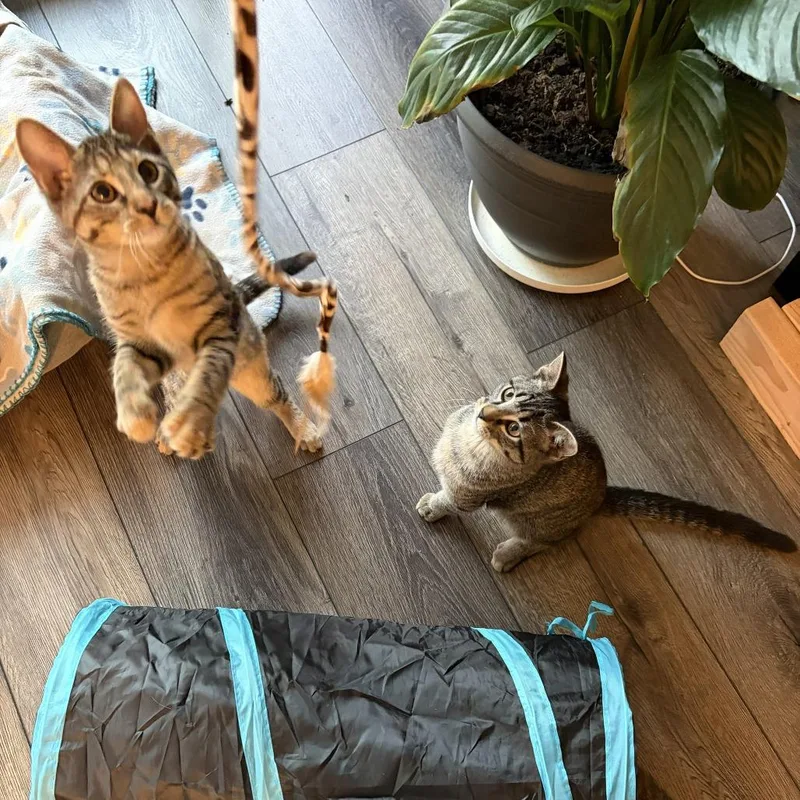 Nala thumbnail 2
