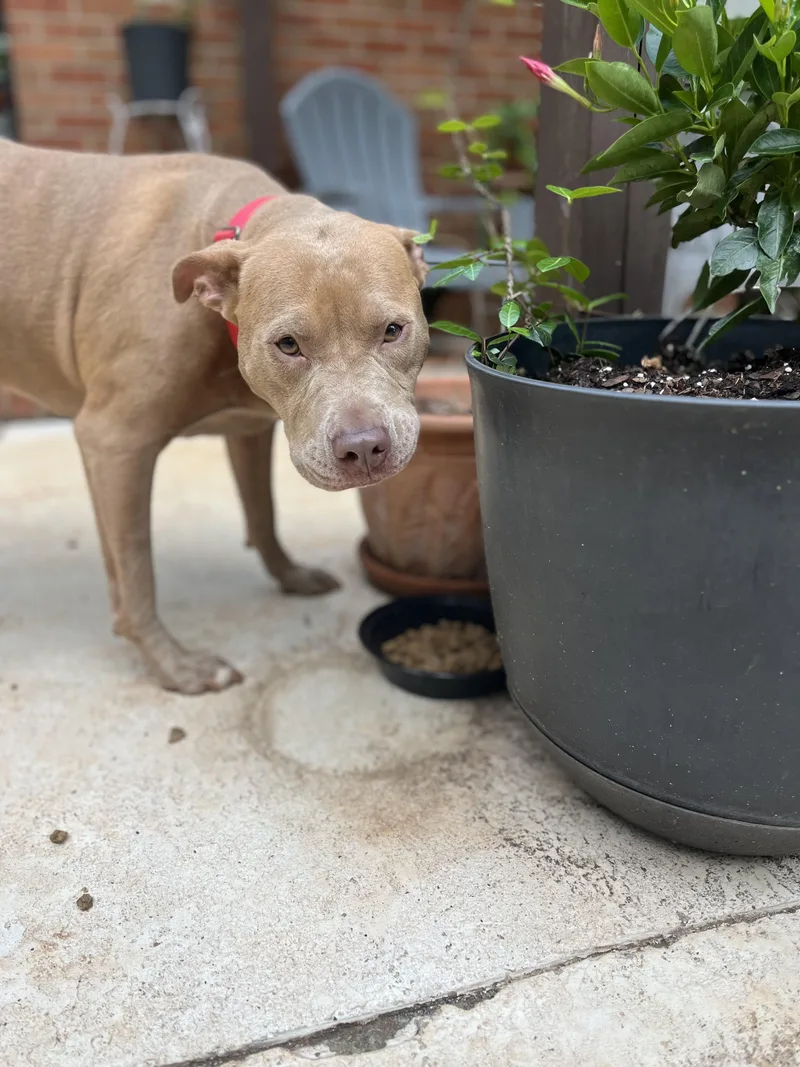 Blondie  Color Me thumbnail 3