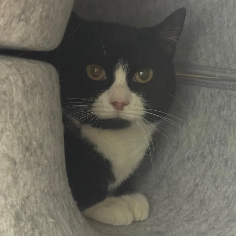 A senior medium-sized female Black Domestic Short Hair cat named Piper for adoption in Easton, PA