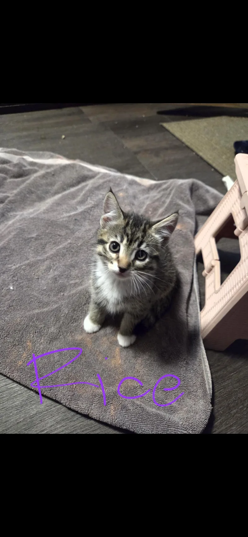 A baby small-sized male Tabby (Brown / Chocolate) Domestic Short Hair cat named Rice for adoption in Newberg, OR