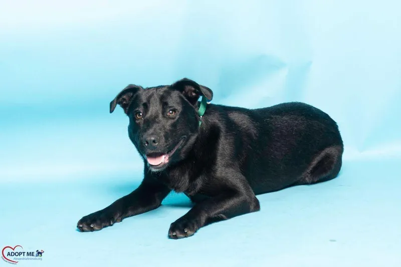An adult large-sized male Black Mixed Breed dog named Brutus for adoption in Alexandria, VA
