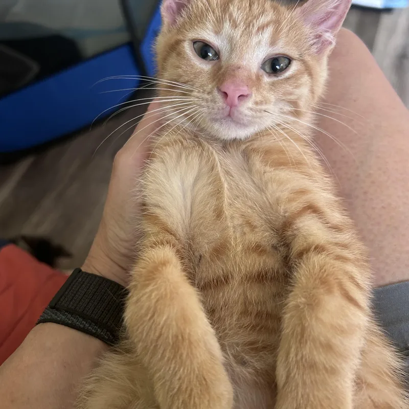A baby medium-sized male Tabby (Orange / Red) Domestic Short Hair cat named Hobbs for adoption in Yardley, PA