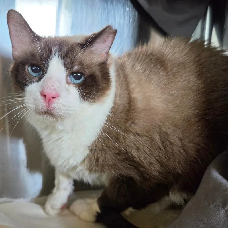 An adult large-sized male Domestic Short Hair cat named Cletus for adoption in Asheville, NC