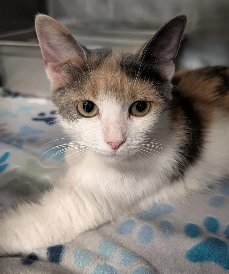 A young medium-sized female Dilute Calico cat named Daytona for adoption in Marietta, OH