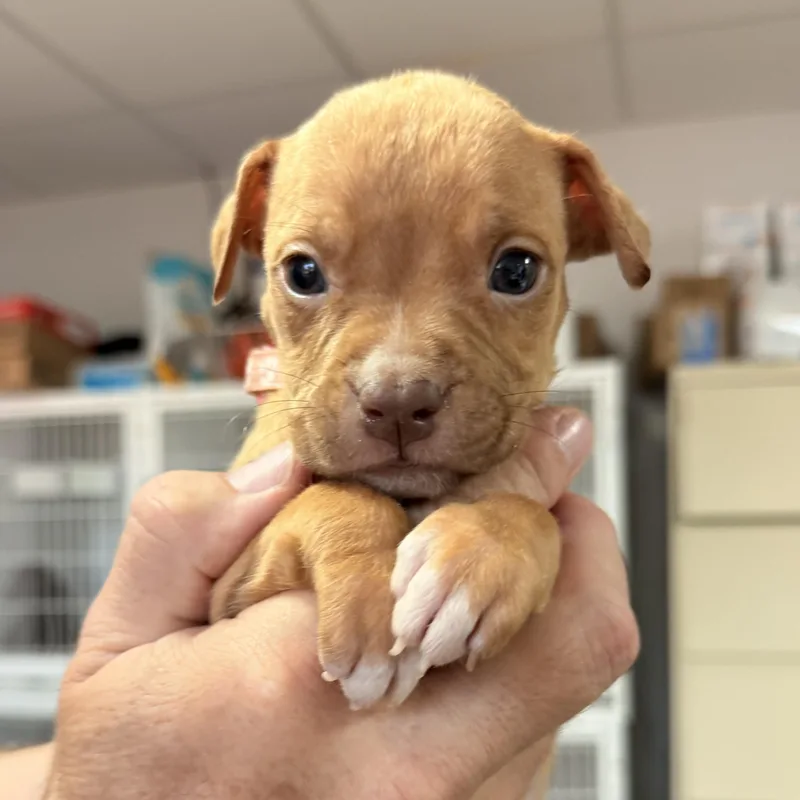 A baby medium-sized female White / Cream Pit Bull Terrier dog named Milan for adoption in Columbia, SC