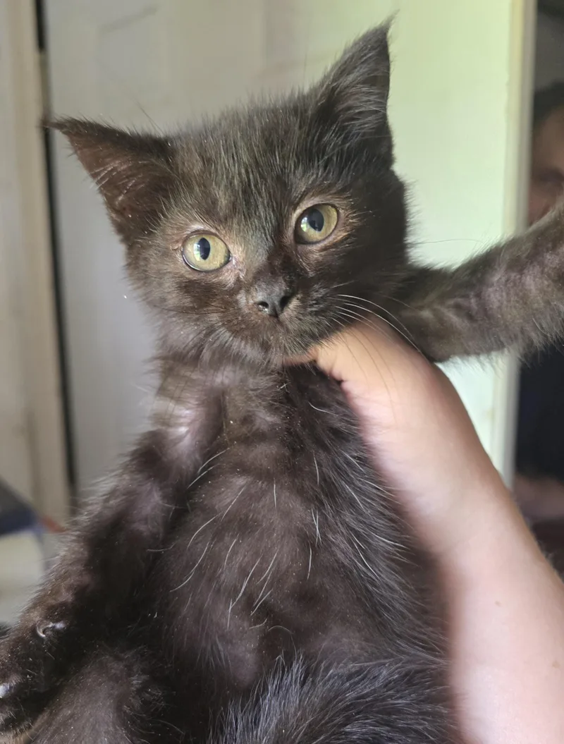 A baby small-sized female Black Domestic Short Hair cat named Sweet little Blackberry for adoption in Elizabeth, PA