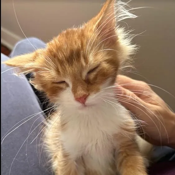 A baby small-sized male Domestic Long Hair cat named Goldfinch for adoption in Evanston, IL