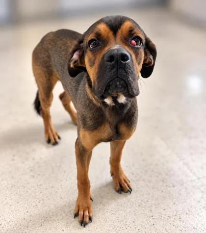 An adult medium-sized male Boxer dog named Doofy for adoption in Gulfport, MS