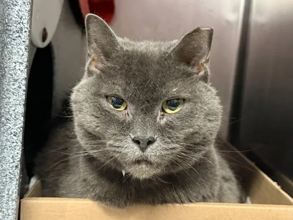 A senior medium-sized female Domestic Short Hair cat named Navy for adoption in New York, NY