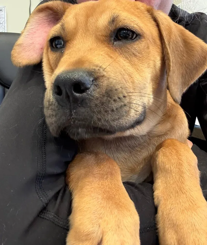 A baby large-sized male Black Mouth Cur dog named Sam for adoption in Little Elm, TX