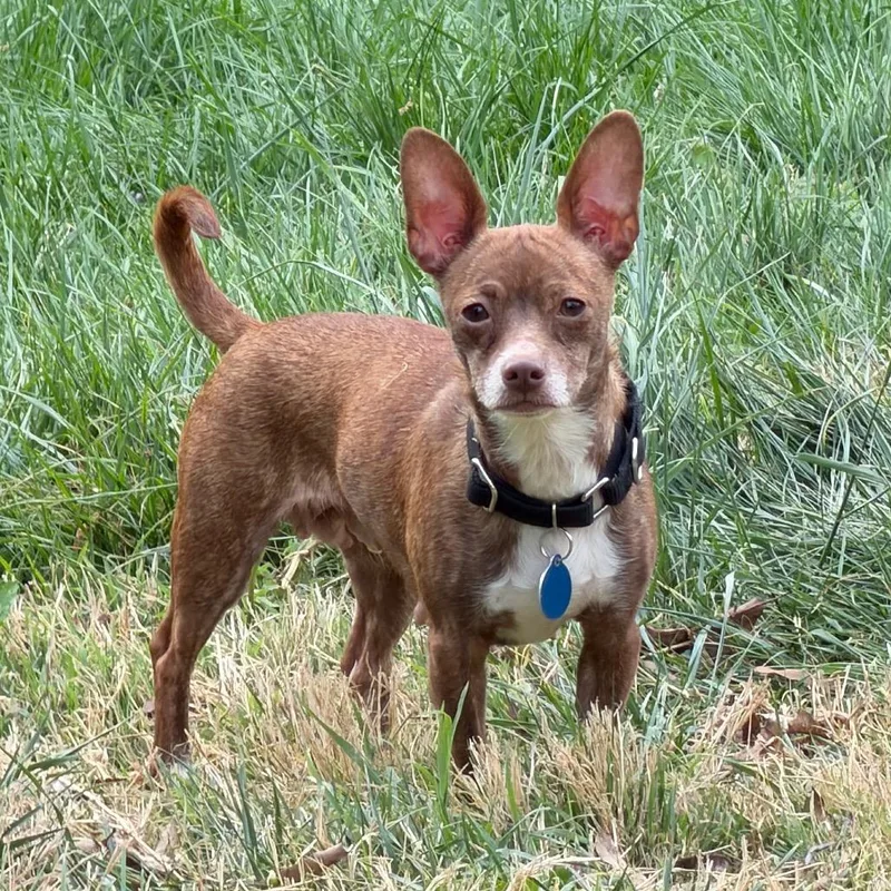 An adult small-sized female Brown / Chocolate Chihuahua dog named Zyndara for adoption in Fredericksburg, VA