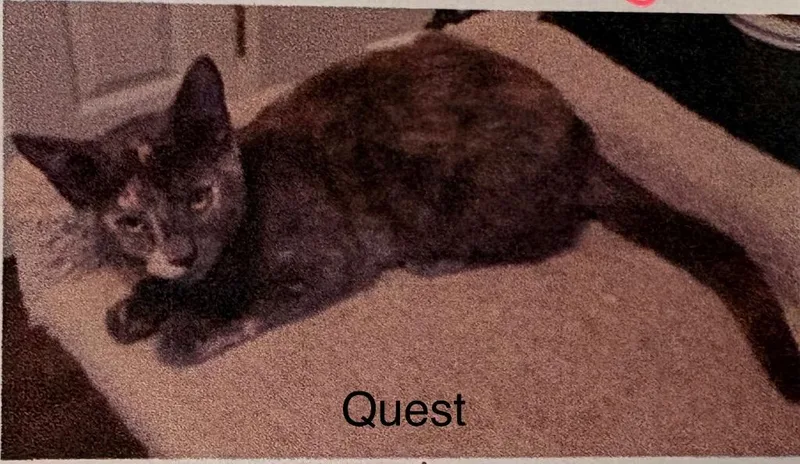 A baby medium-sized female Russian Blue cat named Quest for adoption in Heber City, UT