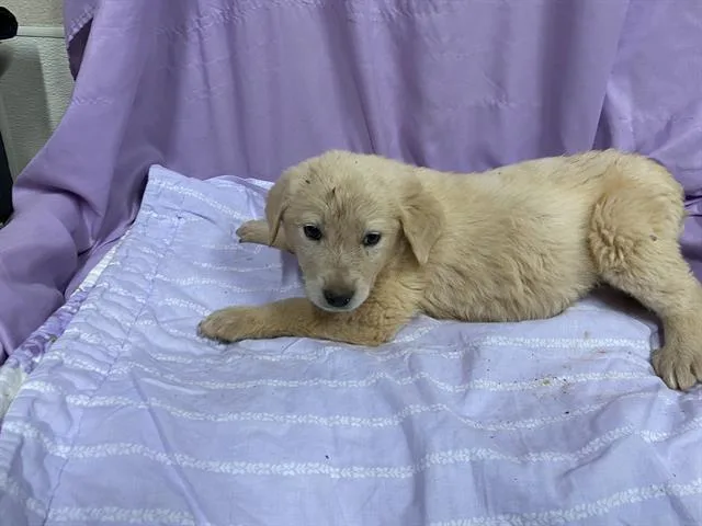 A baby small-sized male Great Pyrenees dog named Cloud for adoption in Modesto, CA