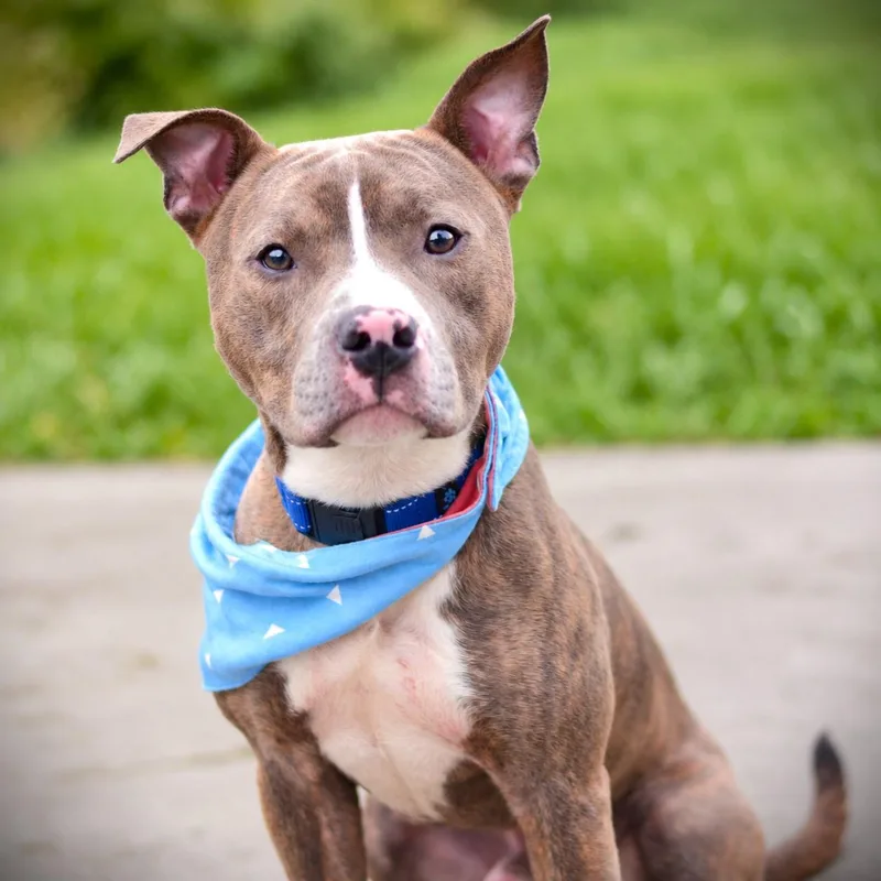 A young medium-sized male Terrier dog named Lloyd for adoption in Amsterdam, NY