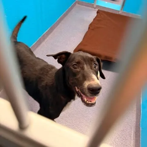 A young medium-sized female Black Mixed Breed dog named Susie for adoption in Edwardsville, IL