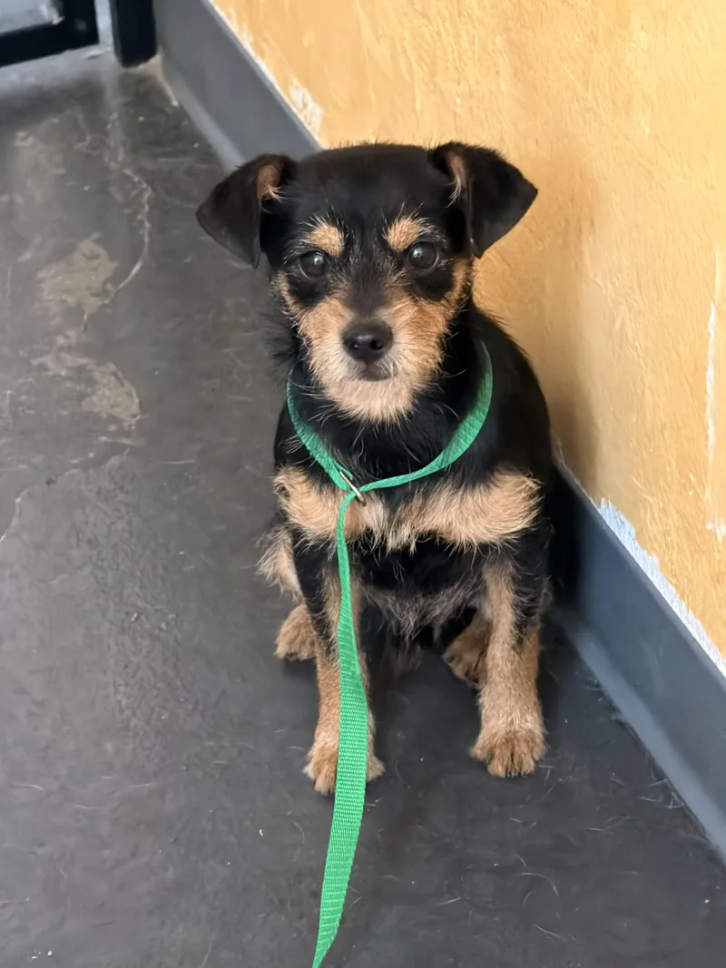 A baby small-sized male Black Terrier dog named Roscoe for adoption in Las Vegas, NV