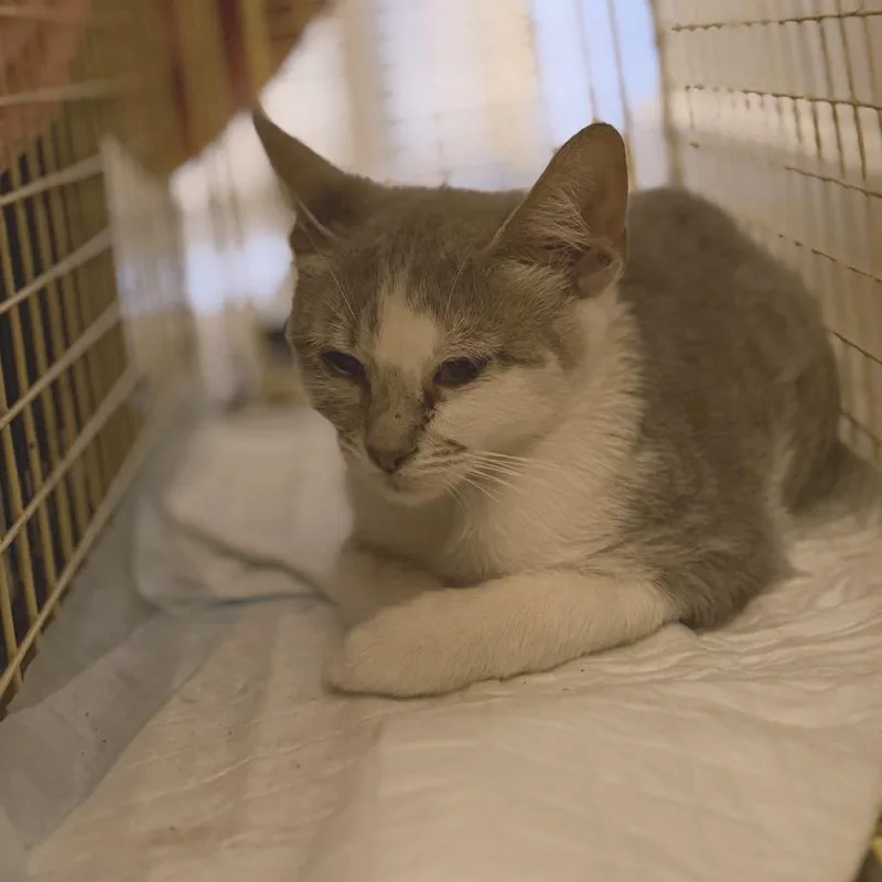 A baby small-sized male Gray / Blue / Silver Domestic Short Hair cat named Oregano for adoption in Los Angeles, CA