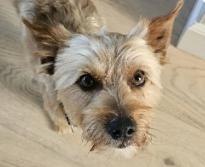 An adult small-sized male Terrier dog named Rusty for adoption in San Ramon, CA