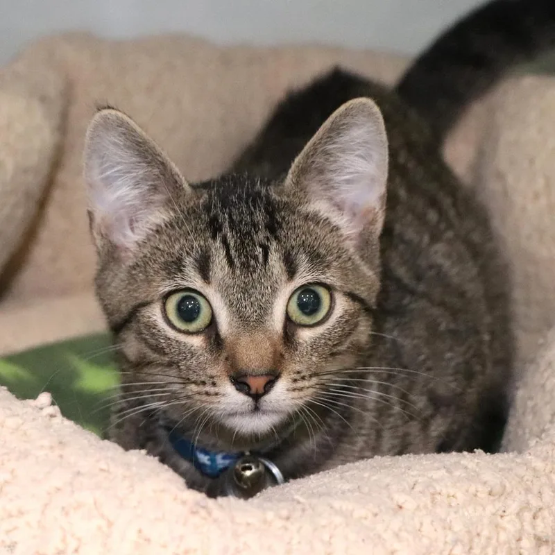 A baby small-sized male Domestic Short Hair cat named Rudolph for adoption in Port Washington, NY