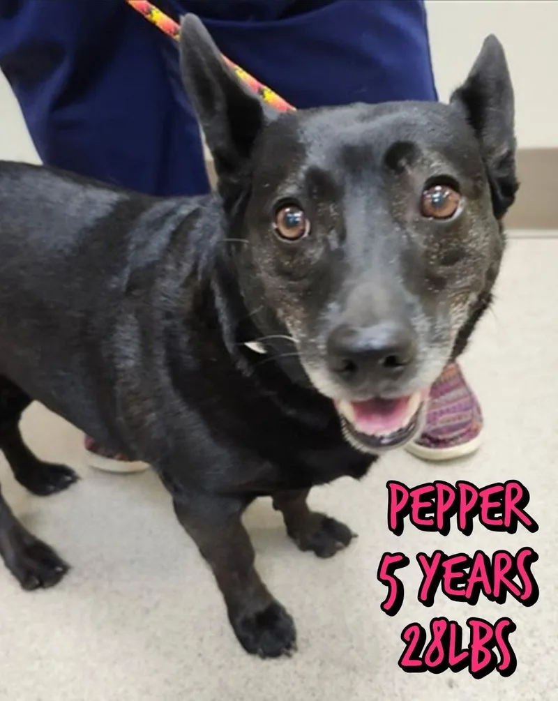 An adult small-sized male Mixed Breed dog named Pepper for adoption in Holbrook, NY