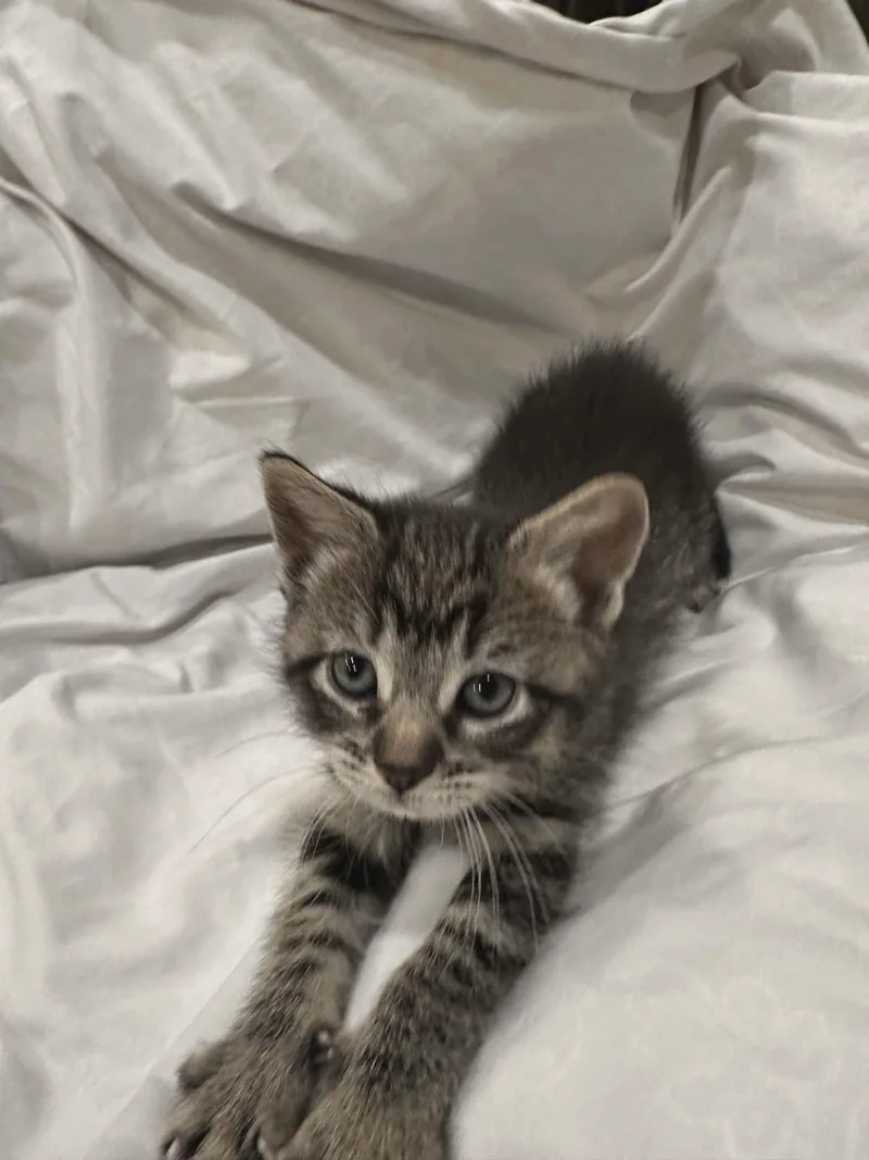 A baby small-sized male Tabby (Brown / Chocolate) Tabby cat named Bubbles for adoption in Bayonne, NJ