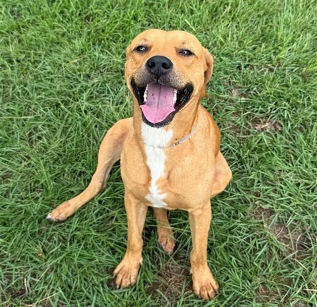 A young large-sized male Labrador Retriever dog named Biscuit for adoption in Conroe, TX