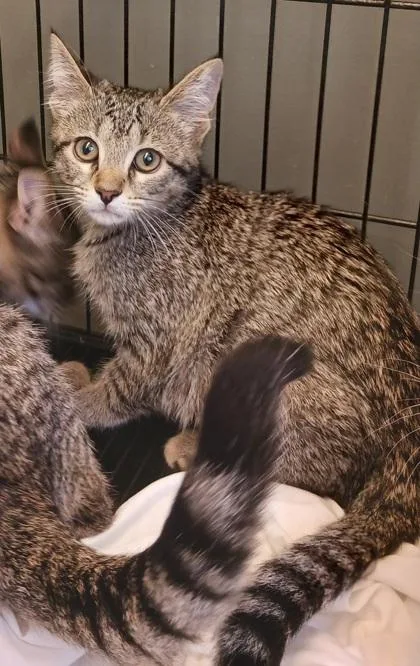 A baby medium-sized female Domestic Short Hair cat named Raindrop for adoption in West Memphis, AR
