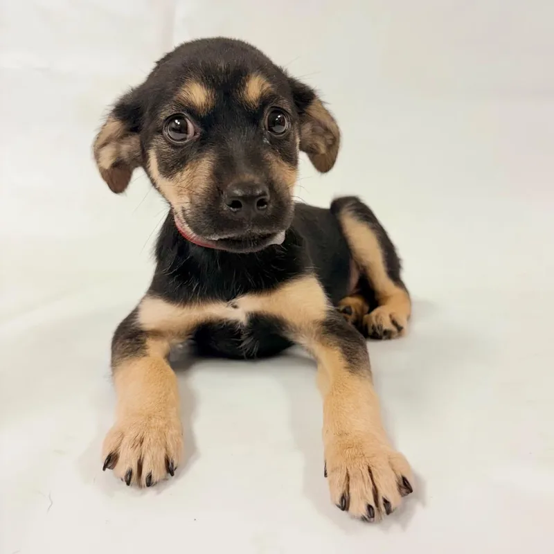 A baby small-sized female Terrier dog named Hazel for adoption in Parker, CO